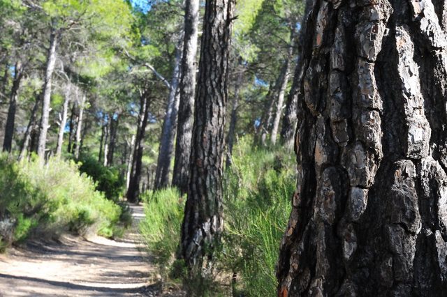 Family walks in the Sierra Espuña, the Route of the Dinosaur